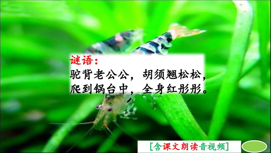 部编人教版三年级语文下册《小虾》ppt课件(含视频)_第1页