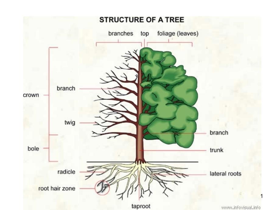 生物专业英语植物种类和名称课件_第1页