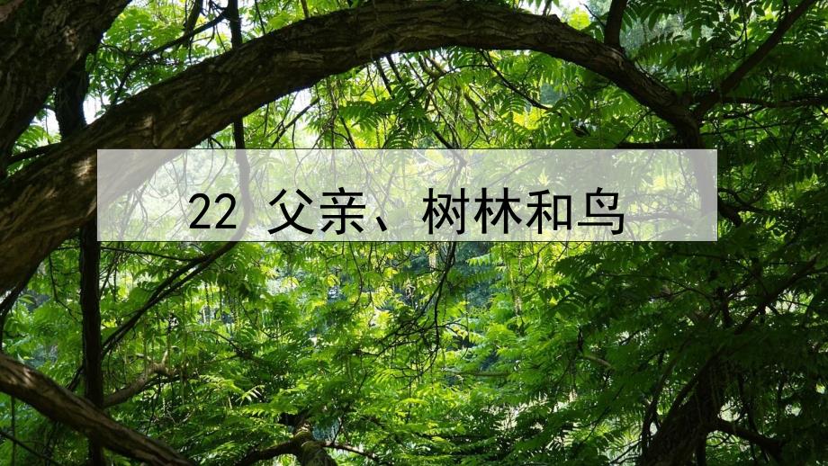 部编版四年级语文上册第七单元《父亲、树林和鸟》课件_第1页