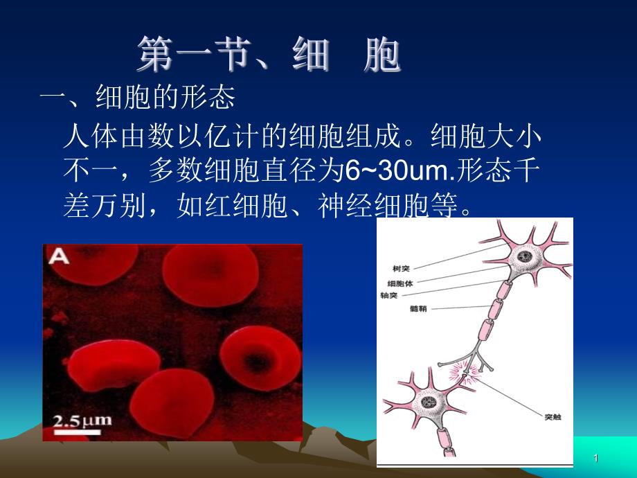 解剖学细胞与基本组织课件_第1页