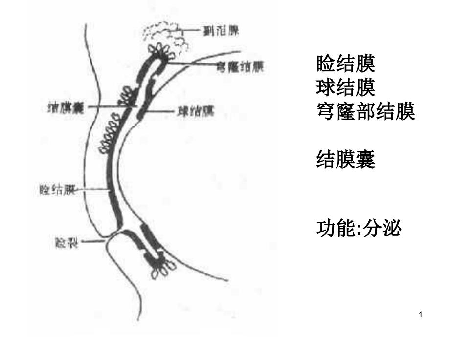 结膜炎病人的护理课件_第1页