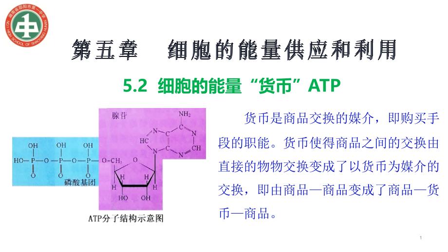 细胞的能量货币ATPppt课件新教材人教版高中生物必修一_第1页