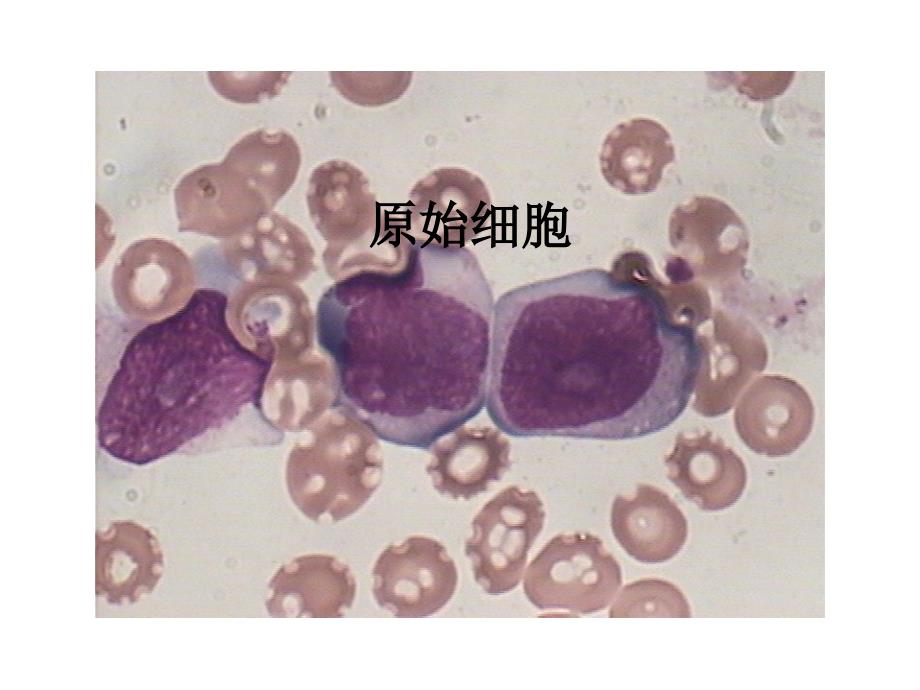 细胞形态图谱课件_第1页