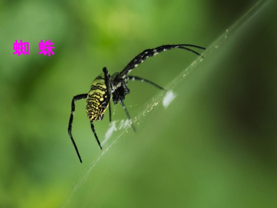 部编人教版二年级下册20蜘蛛开店ppt课件_第1页