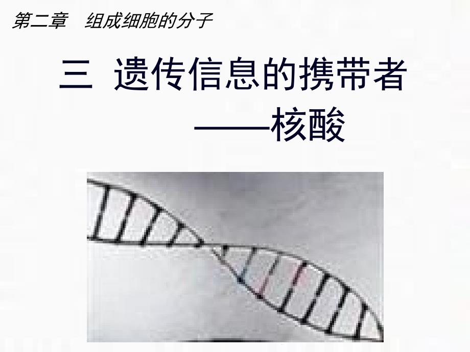 人教版生物必修一2.3《核酸》ppt课件_第1页