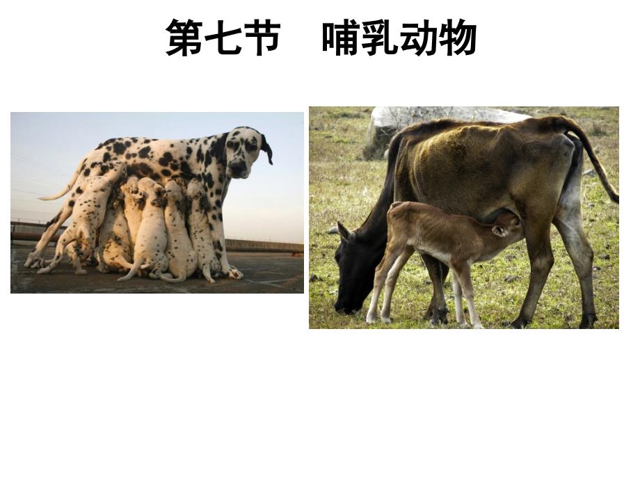 广东省八年级生物上册教学ppt课件：5.1.7哺乳动物_第1页