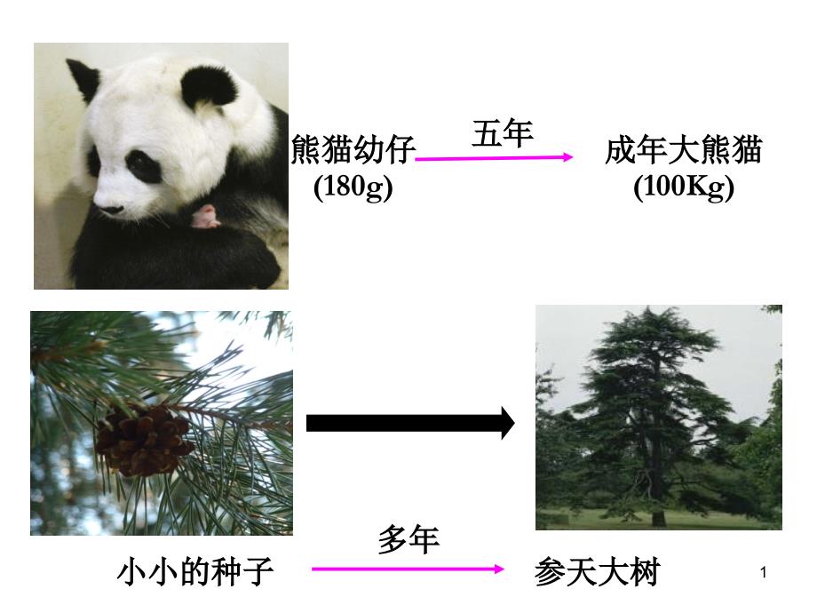 七年级生物第一节《细胞通过分裂产生新细胞》ppt课件_第1页