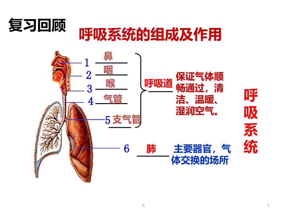 初中生物七年级下册《第二节发生在肺内的气体交换》课件_第1页