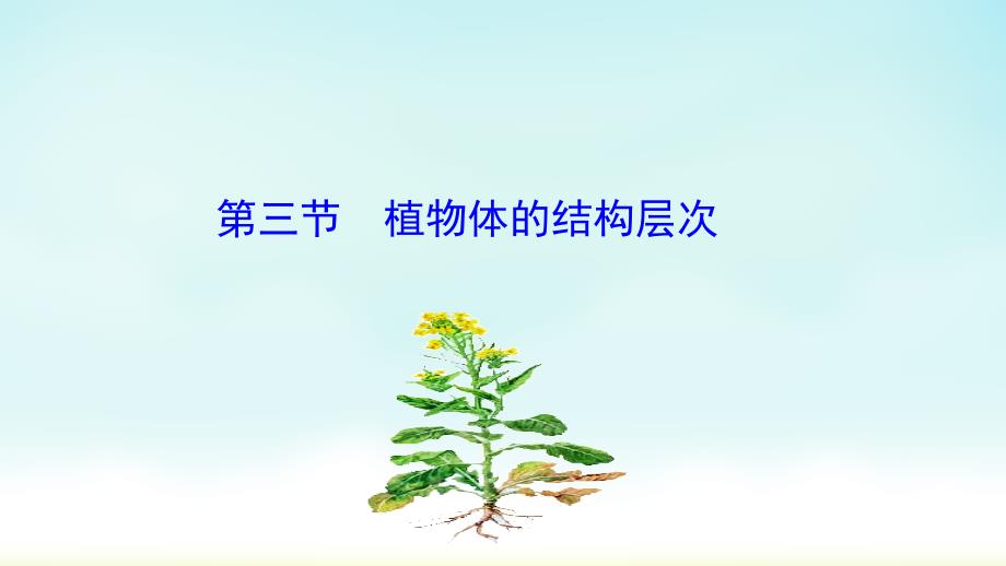 七年级生物上册（人教版）第三节植物体的结构层次课件_第1页