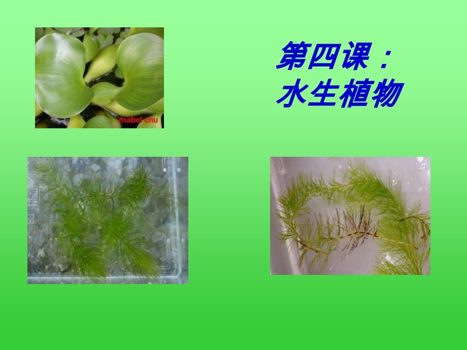 【教科版】--三年级科学上册《水生植物》课件_第1页