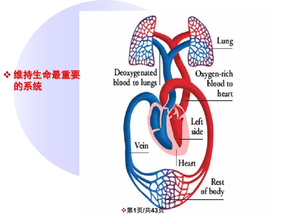 循环系统药物1复件_第1页