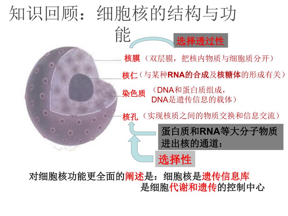 人教版新教材《被动运输》ppt课件_第1页