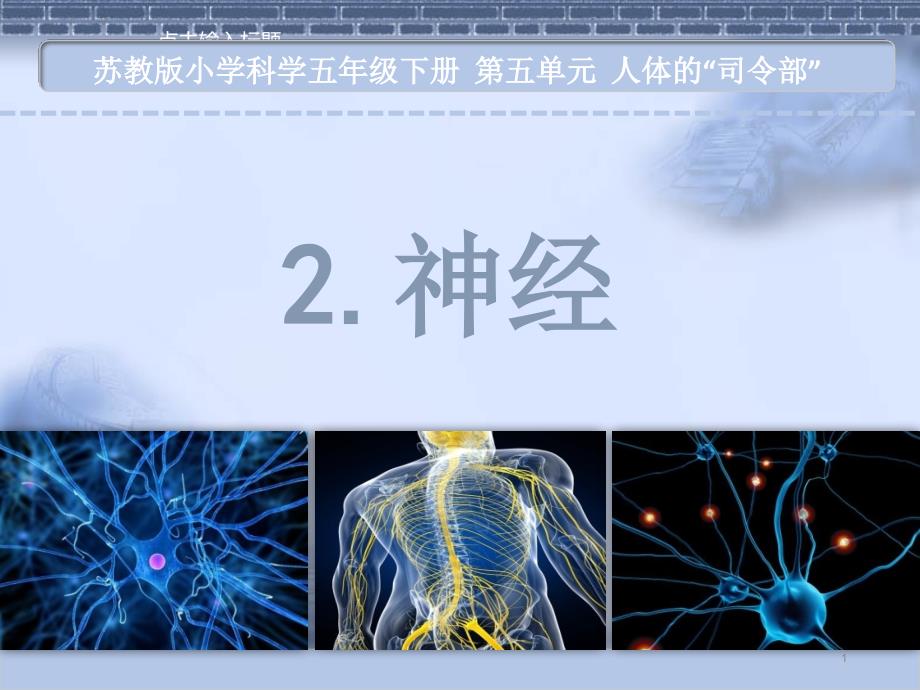 苏教版科学五年级下册2.神经课件_第1页