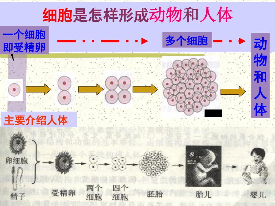 人教版七年级生物上册2.2.2-动物体的结构层次-ppt课件_第1页