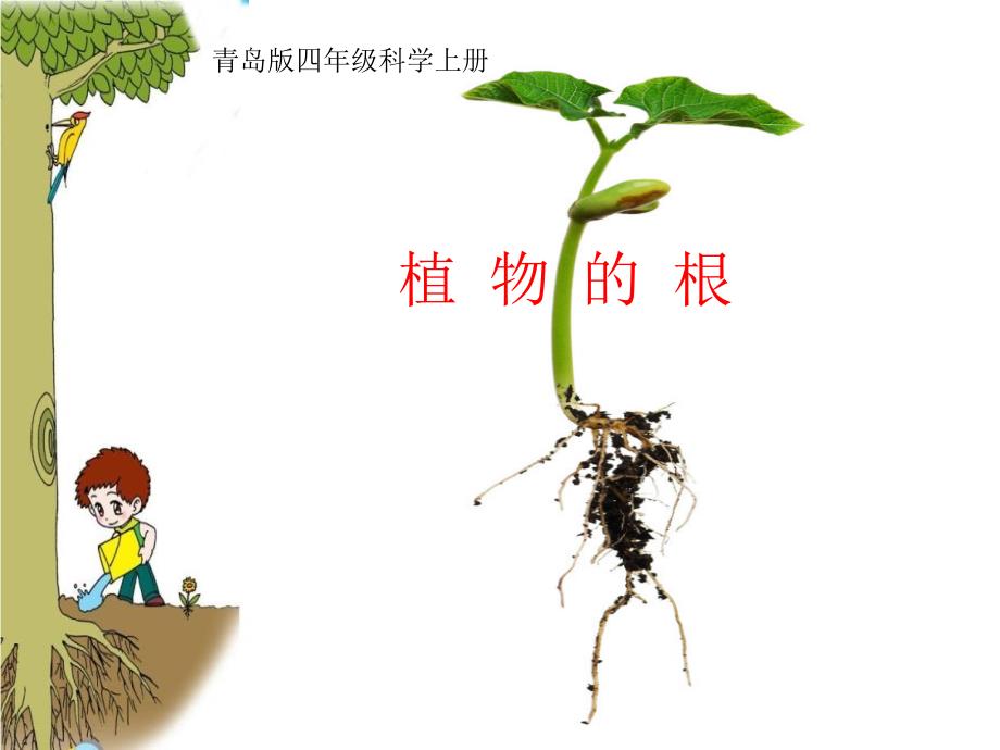 小学科学_植物的根教学ppt课件设计_第1页