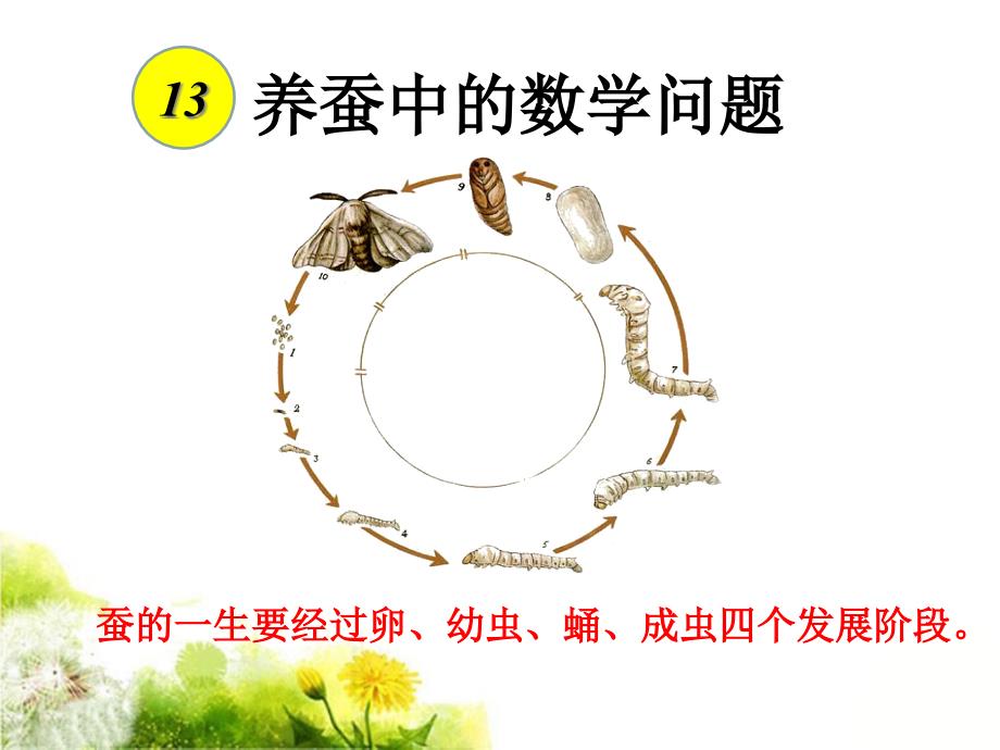 《养蚕中的数学问题》ppt课件1-优质公开课-浙教6下_第1页