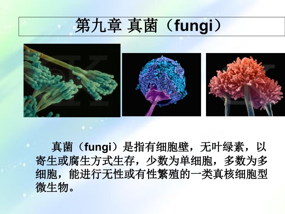 微生物学真菌课件_第1页