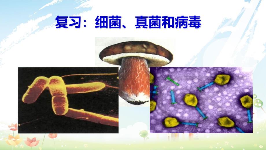 人教版初中八年級生物上冊細菌、真菌和病毒復習課件_第1頁