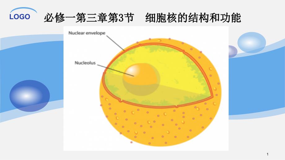 2021必修一第三章第3节--细胞核的结构和功能课件_第1页