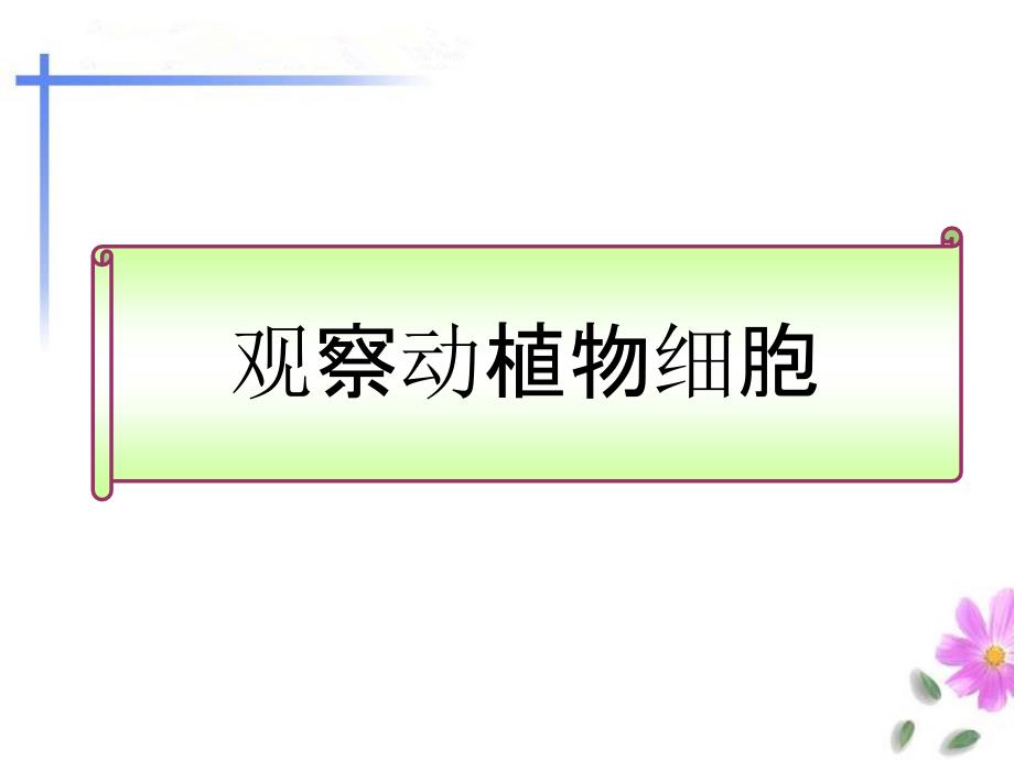 观察动植物细胞的结构实验课件_第1页