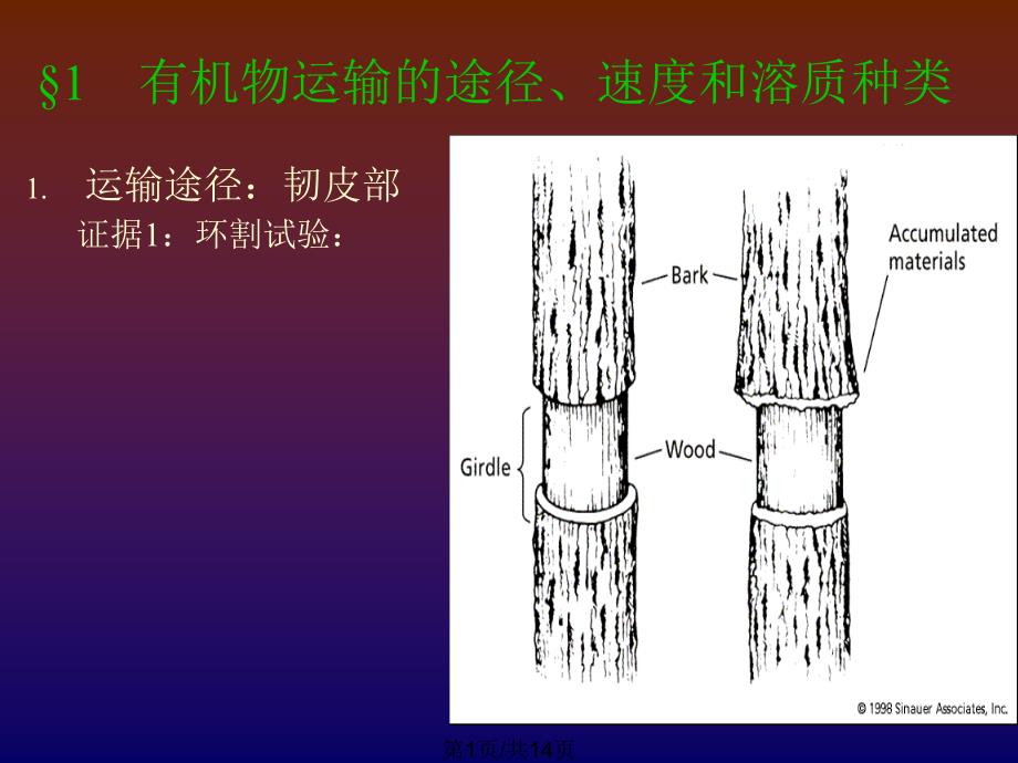 韧皮部运输_第1页