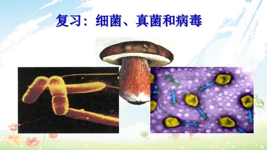 初中八年级生物上册细菌、真菌和病毒复习课件(人教版)_第1页