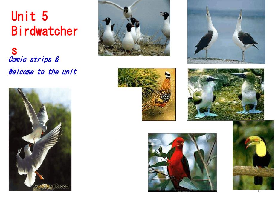 英语：Unit5《Birdwatchers》ComicWelcomeppt课件(牛津译林版八年级上)_第1页