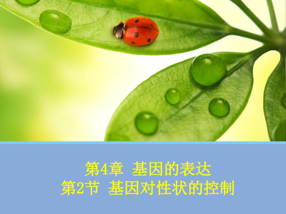 高中生物必修二基因对性状的控制(人教版必修)课件_第1页