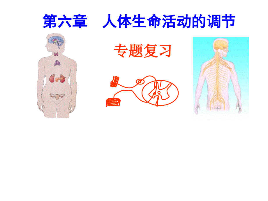 人教版七年级下第六章专题复习ppt课件--人体生命活动的调节_第1页