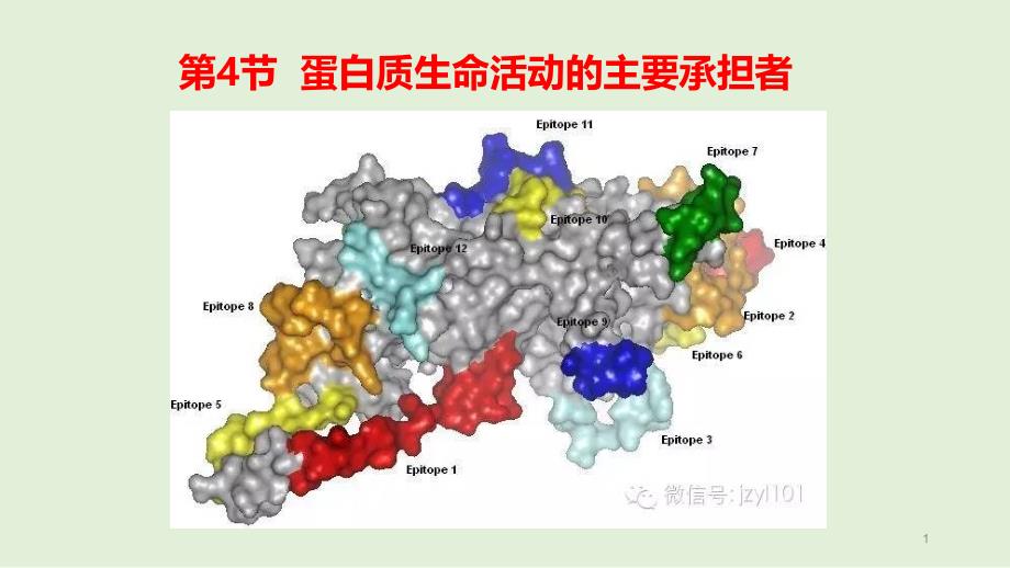 高一生物必修一第二章第4节--蛋白质生命活动的主要承担者课件_第1页