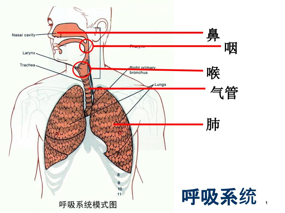 人体的呼吸ppt课件1（北京课改版七年级下）_第1页