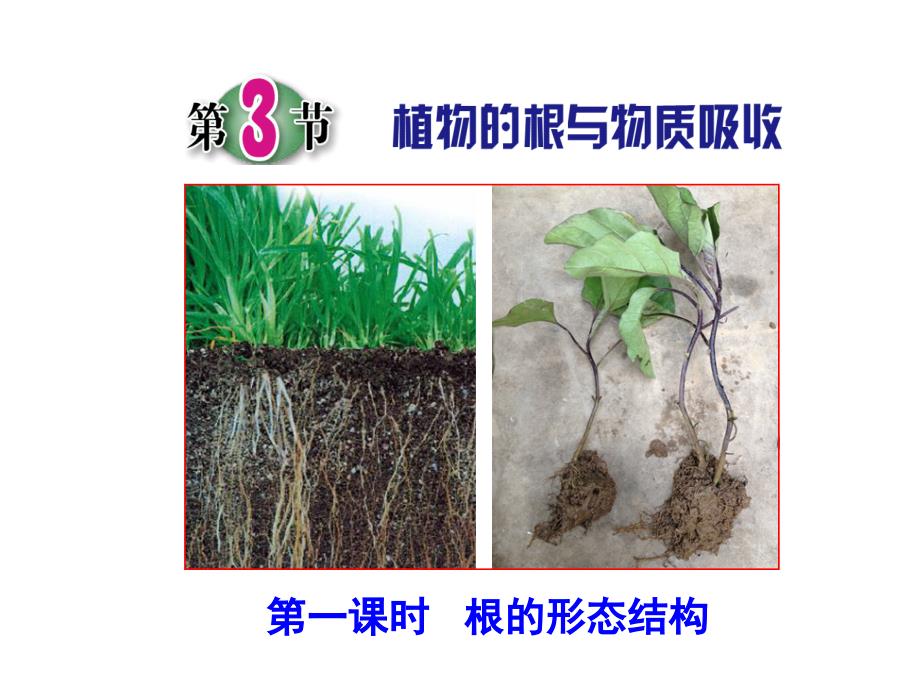 植物的根与物质吸收(第一课时)ppt课件(浙教版八年级下册科学)_第1页