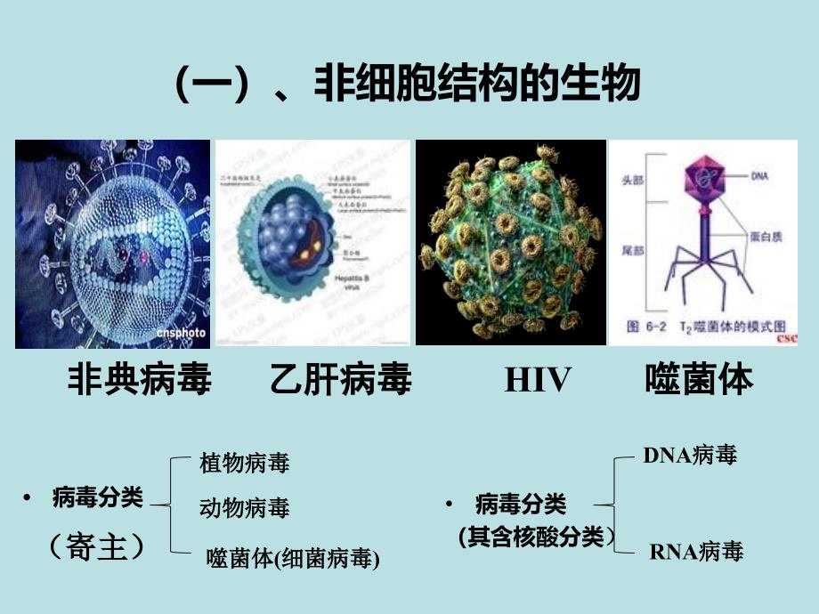 高中生物必修一ppt课件从生物圈到细胞_第1页