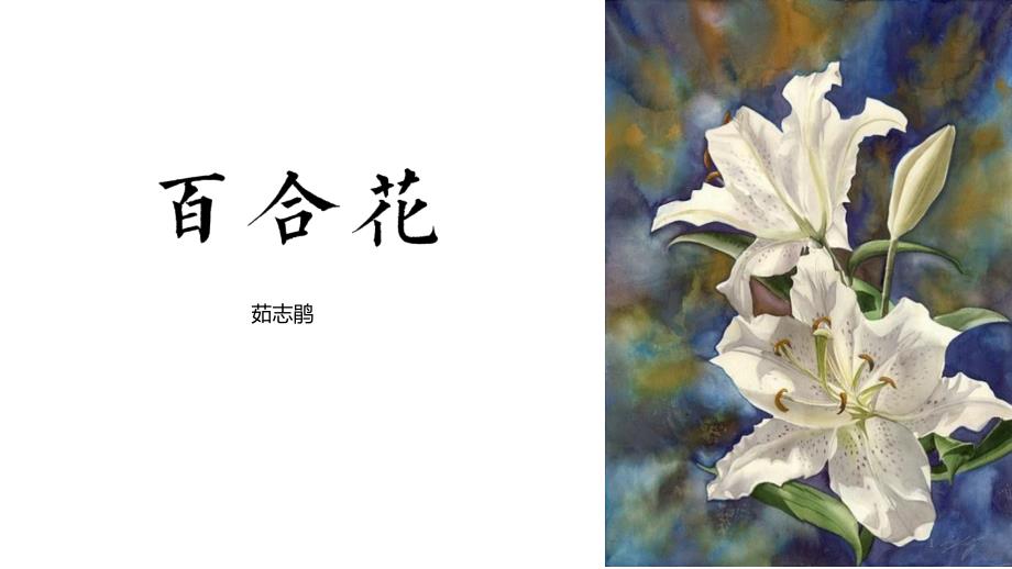 《百合花》ppt课件-优美_第1页