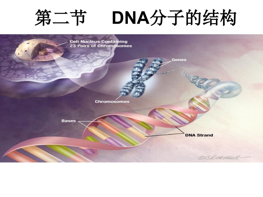 生物人教版.DNA分子的结构ppt-公开课一等奖课件_第1页