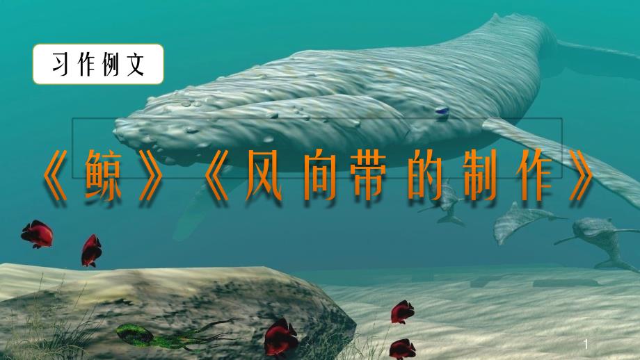 五年级语文上册习作例文：《鲸》《风向袋的制作》课件_第1页