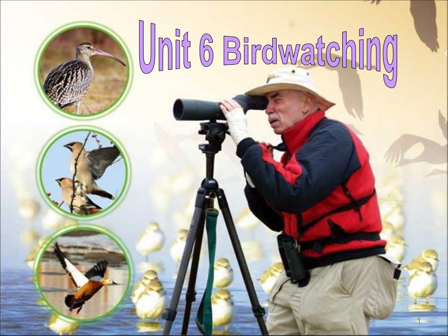 Unit6-Birdwatching-Integrated-skillsppt课件(牛津译林版八上)_第1页