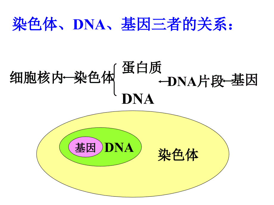 人的性状和遗传ppt课件（苏教版八年级下）_第1页