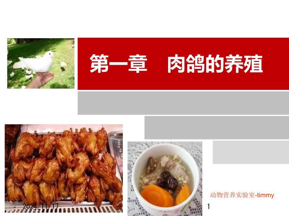 特种经济动物—肉鸽课件_第1页