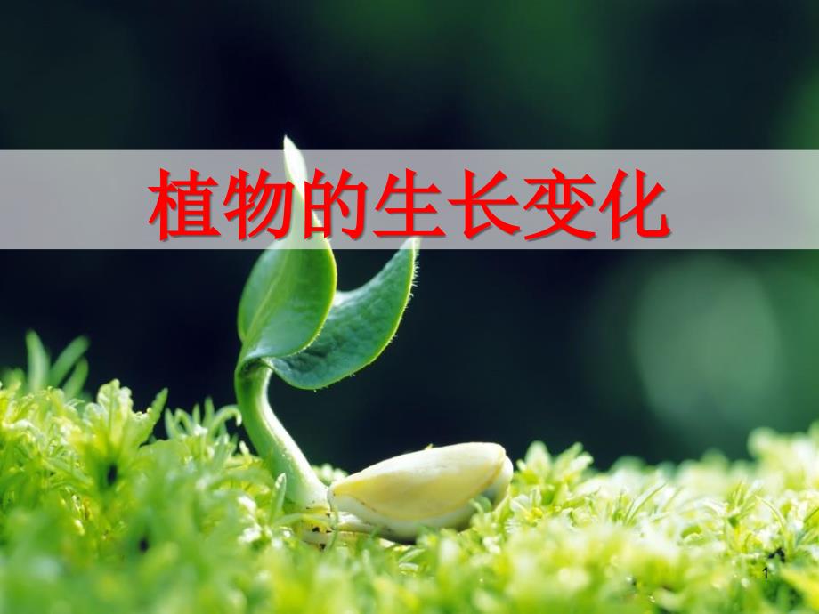 植物的生长变化-生长与变化课件_第1页