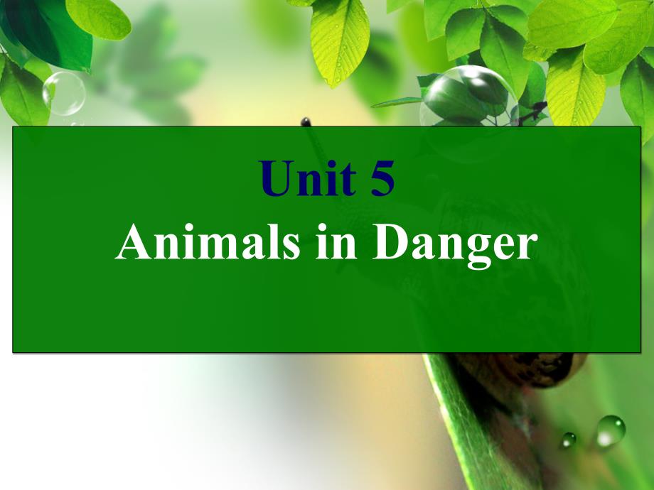 剑桥(Join-In)版六年级英语上册Unit-5-Animals-in-Danger-教学ppt课件_第1页