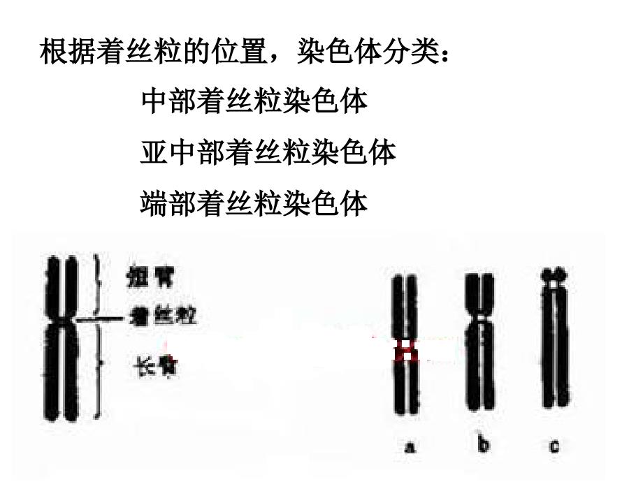 减数分裂和受精作用课件_第1页