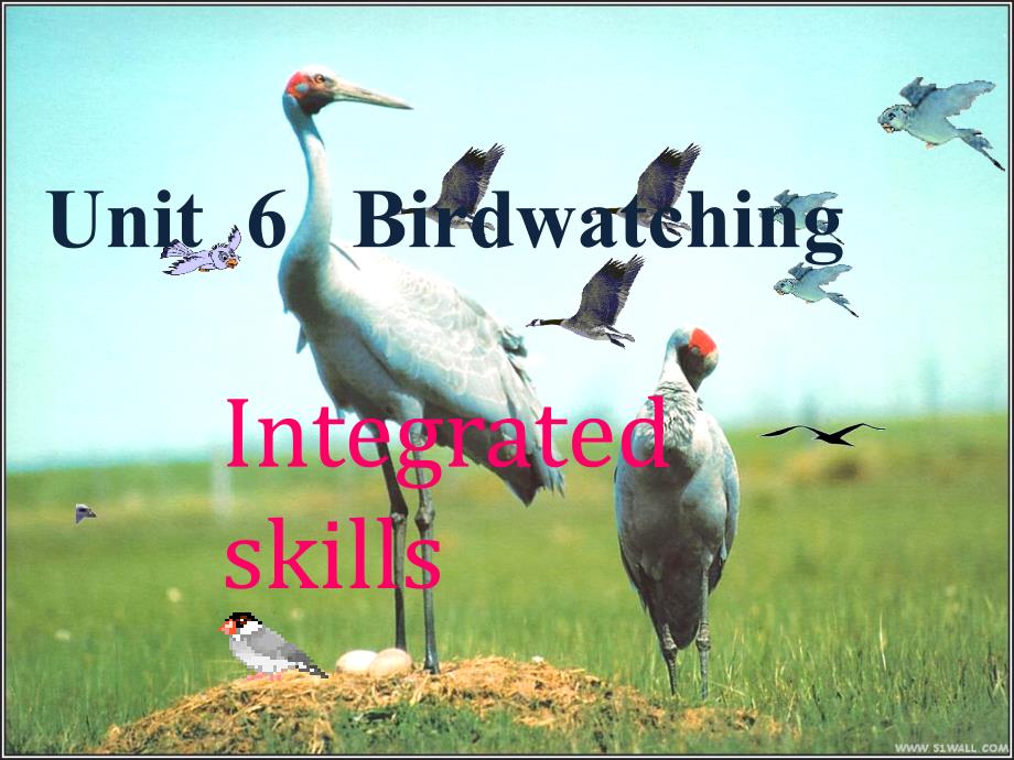 牛津译林版八年级英语上册《nit6BirdwatchingIntegratedskills》优质课ppt课件_第1页