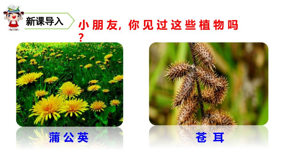 《植物妈妈有办法》优质课课件_第1页