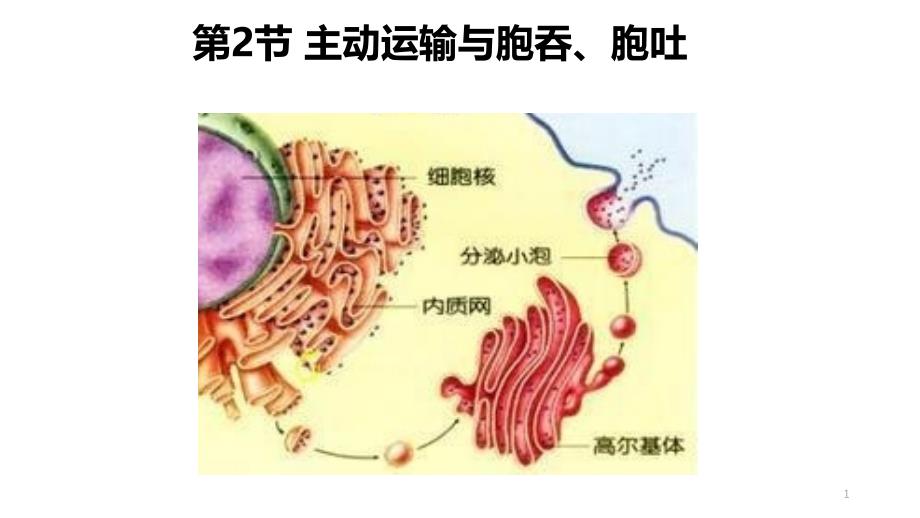 人教版新教材《主动运输与胞吞胞吐》优质ppt课件_第1页