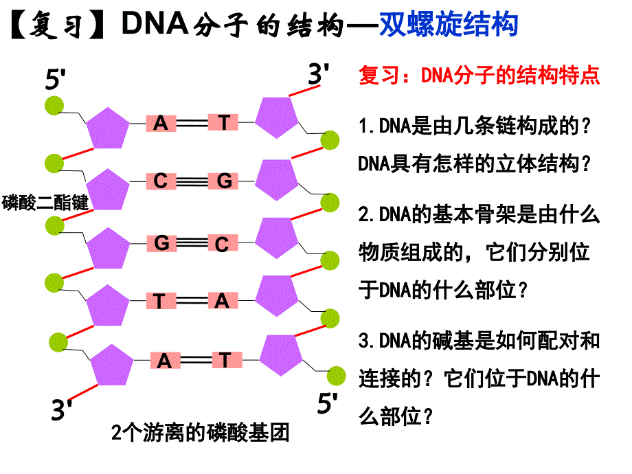 《DNA的复制》课件人教版高中生物_第1页