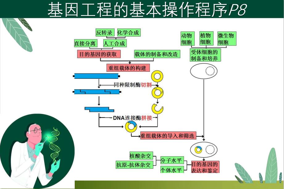 基因表达载体的构建课件_第1页