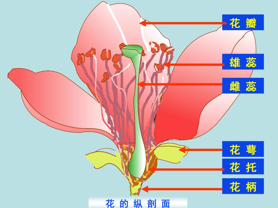 绿色植物在生物圈中的作用课件_第1页