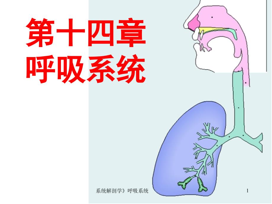 系统解剖学》呼吸系统ppt课件_第1页