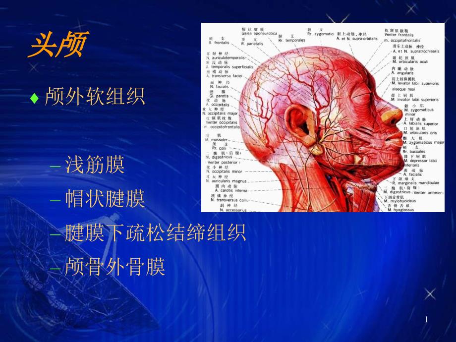 颅脑的影像解剖与常见变异课件_第1页